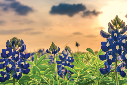 Texas Impact bluebonnet thumb