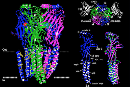 UTSW researchers solve structure of major brain receptor that is treatment target for epilepsy and anxiety