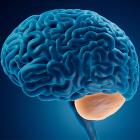 Activating cerebellum shows promise for neurocognitive therapy