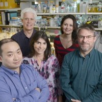 Gene-editing technique successfully stops progression of Duchenne muscular dystrophy