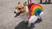 Parade: A canine friend of a parade participant shows rainbow pride.