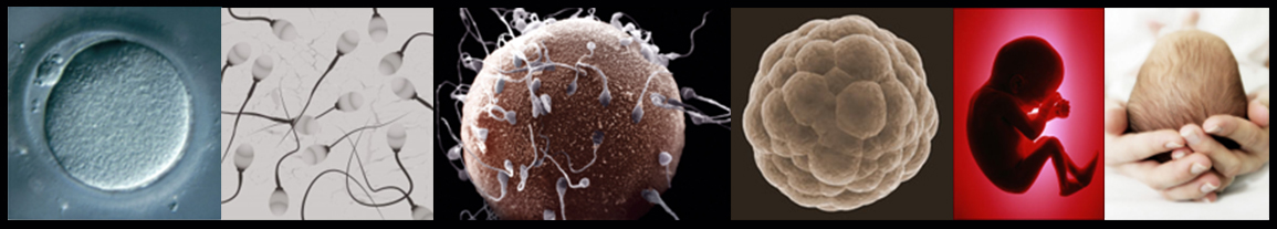 A panel of 6 photos depicting egg cells, sperm cells, sperm fertilizing an egg, a blastocyst, a human fetus, and a newborn human baby