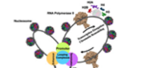 Diagram of chromatin formation