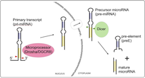 Diagram of microRNA function