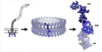 Protein ribbon diagrams