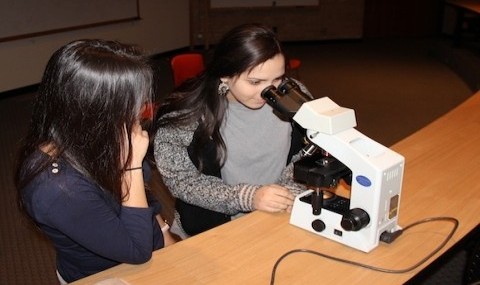 Looking at different phenotypes of Drosophila Melanogaster