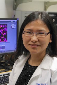 Dr. Yingfei Wang in lab