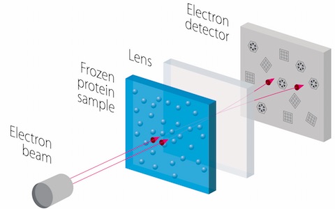An electron beam is fired at a frozen protein solution. The transmitted electrons pass through electromagnetic lenses to create a magnified image on a detector, from which the structure of the protein can be worked out.