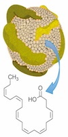 The illustration below depicts the molecular structure of the LDL-DHA nanoparticle used by UTSW researchers that effectively killed primary liver cancer cells. A key ingredient of the experimental therapy is fish oil.