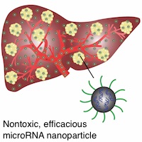 Researchers synthesized a microRNA nanoparticle that successfully penetrated late-stage liver tumors to deliver drug therapy without toxic side effects.