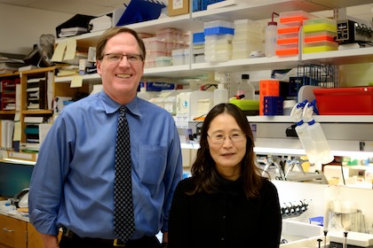 Dr. Philip Shaul and Dr. Chieko Mineo, who lead a team that discovered a major mechanism by which obesity causes type 2 diabetes, are pictured in a lab.