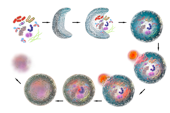 An illustration depicting the stages of autophagy