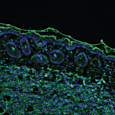 Digital image of cells