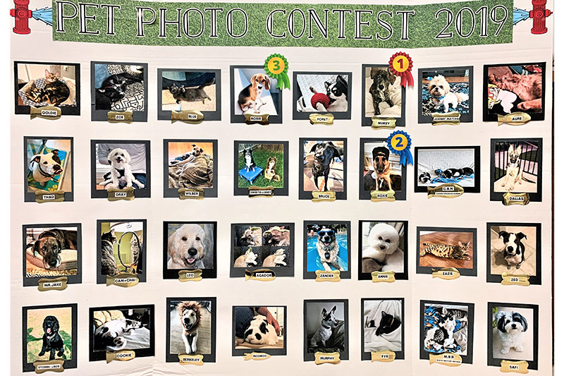 Composite of pet photos