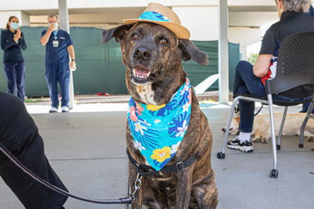 Photo of a dog sitting and looking at the camera. The dog is wearing a straw hat and blue bandana.