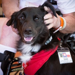 Thumbnail of a black and white service dog