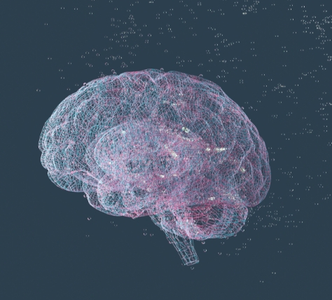 transparent 3-D image of human brain