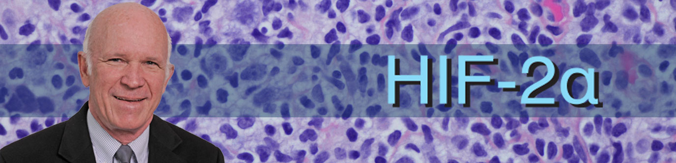 A stained cell in the background with Dr. Stephen McKnight: HIF-2alpha in the foreground
