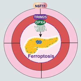 Experimental compound kills cancer, spares immune cells