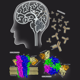 UT Southwestern researchers capture first images of antibody attacking neuron receptor