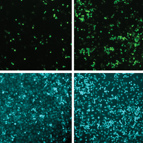 Bacterial proteins shed light on antiviral immunity