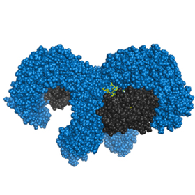 Structural biology provides long-sought solution to innate immunity puzzle