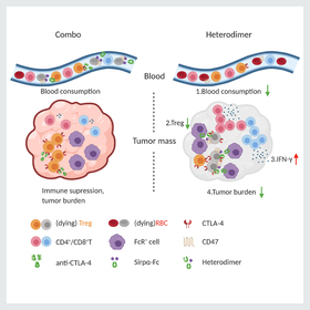 Increasing the immune system’s appetite for cancer protectors