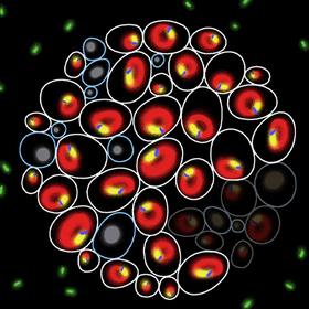 Same difference: Predicting divergent paths of genetically identical cells