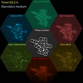 UTSW scientists identify protein that stops cell cycle in response to stress