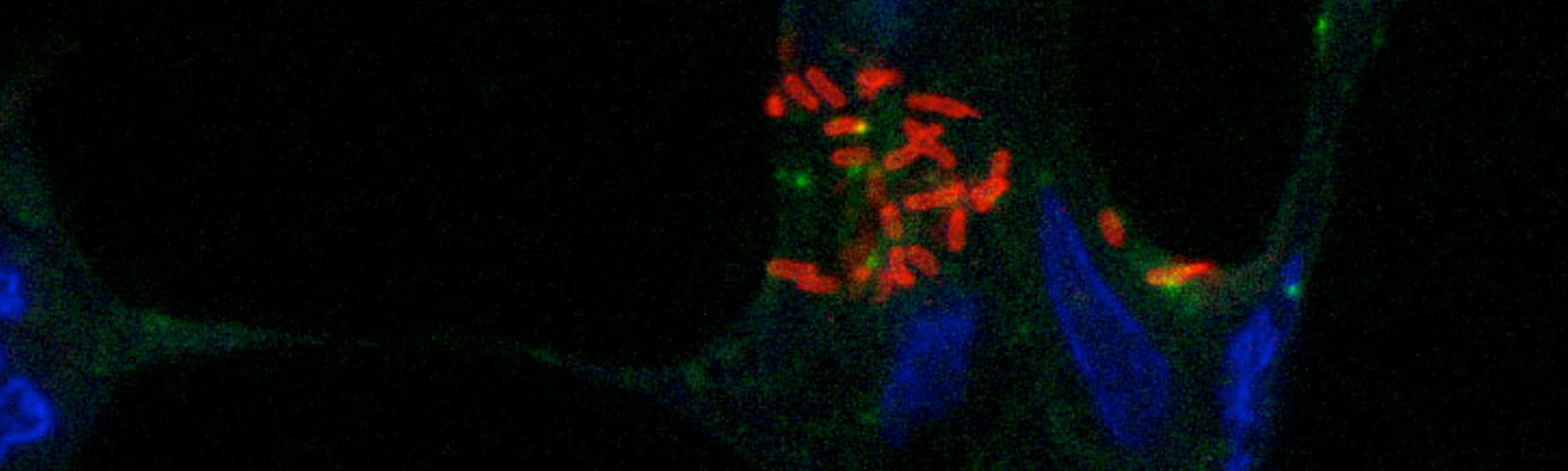 Molecular Microbiology