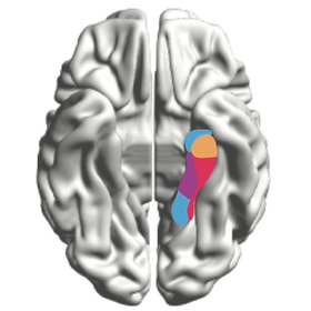 Flexible assemblies of nerve cells key to episodic memory