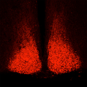 A master gear in the circadian clock