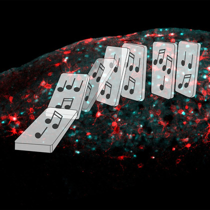 Birds’ songs may help unlock brain patterns behind speech