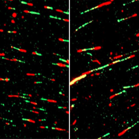 dna-fiber-thumb.jpg