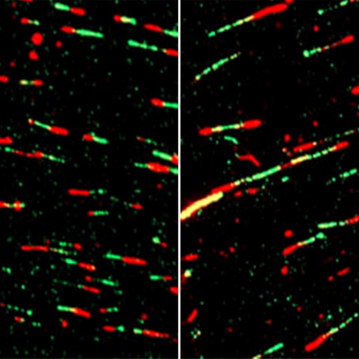 dna-fiber-thumb.jpg