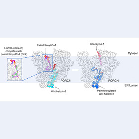 New cryo-EM images taken at UTSW shed light on Wnt signaling