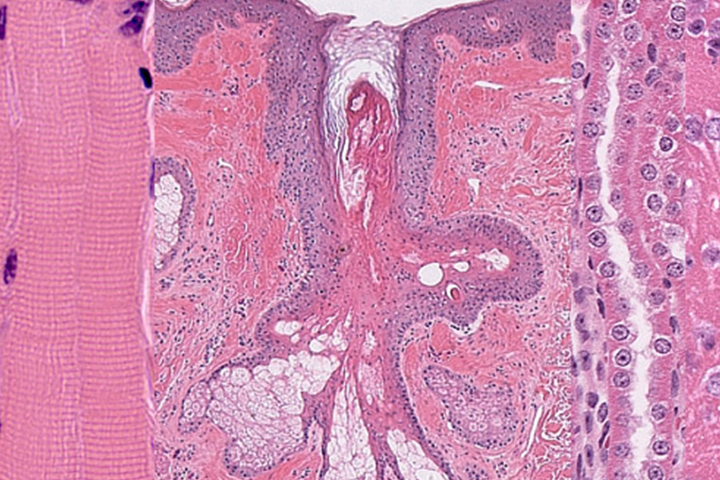 Histo Pathology Core - UT Southwestern, Dallas, Texas