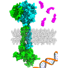 UT Southwestern researchers use AI to detect new family of genes in gut bacteria