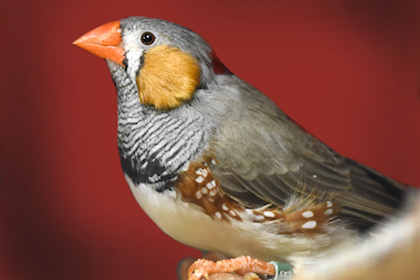 Altering songbird brain signaling provides insight into human behavior
