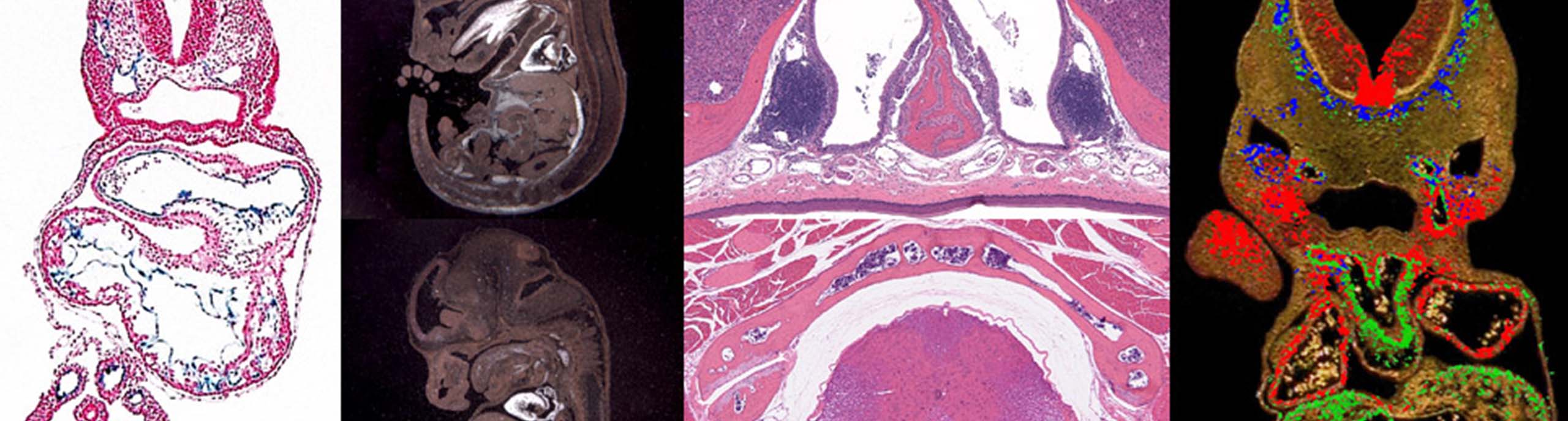 4-critical-anatomy-desktop-2560x688.jpg