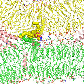 Simulation reveals new mechanism for membrane fusion