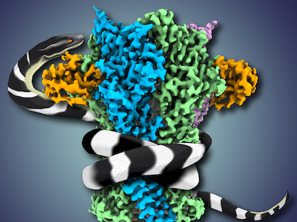 UTSW researchers use snake venom to solve structure of muscle protein