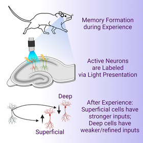 UTSW study challenges classic tenet of memory research