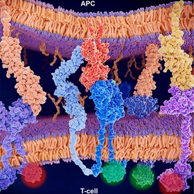 Simmons Cancer Center, MD Anderson scientists develop artificial intelligence method to predict anti-cancer immunity