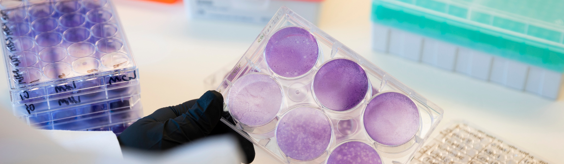 Allergy Immunology Banner