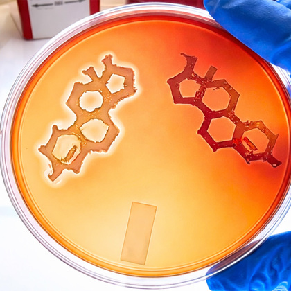 Testosterone increases severity of bacterial skin infections