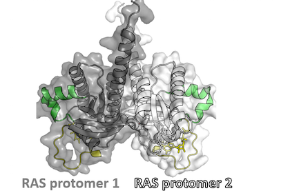 Researchers demonstrate RAS dimers are essential for cancer