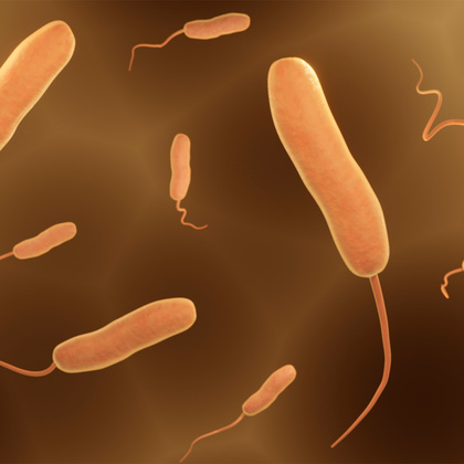 UTSW researchers discover how food-poisoning bacteria infect the intestines
