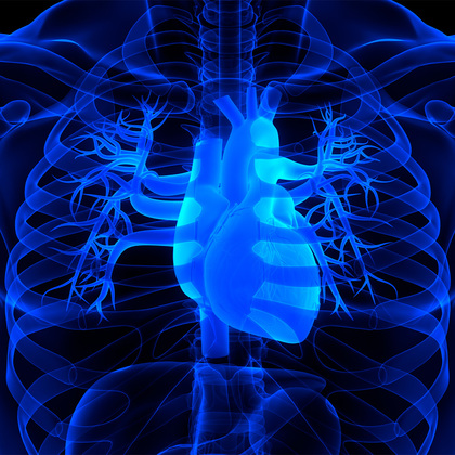 NIH funding to propel UT Southwestern research into human heart regeneration