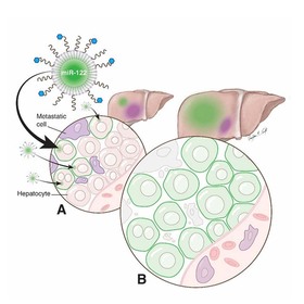 UT Southwestern develops nanotherapeutic to ward off liver cancer